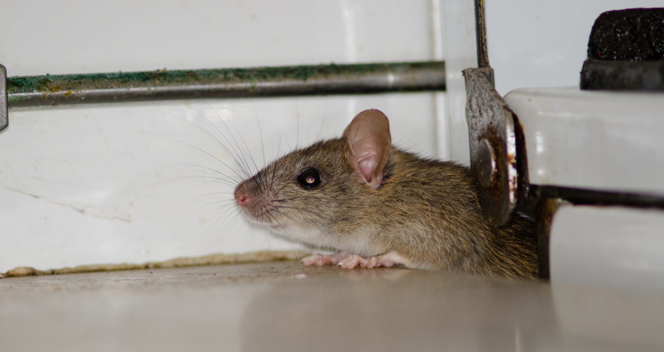 ratas